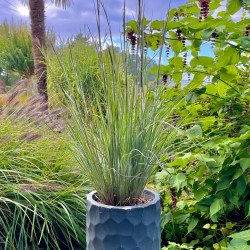 Schizachyrium scoparium ‘Ha Ha Tonka‘