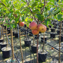 Malus domestica ‘Rubinette - Pommier