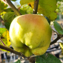 Malus domestica ‘Bénédictin’