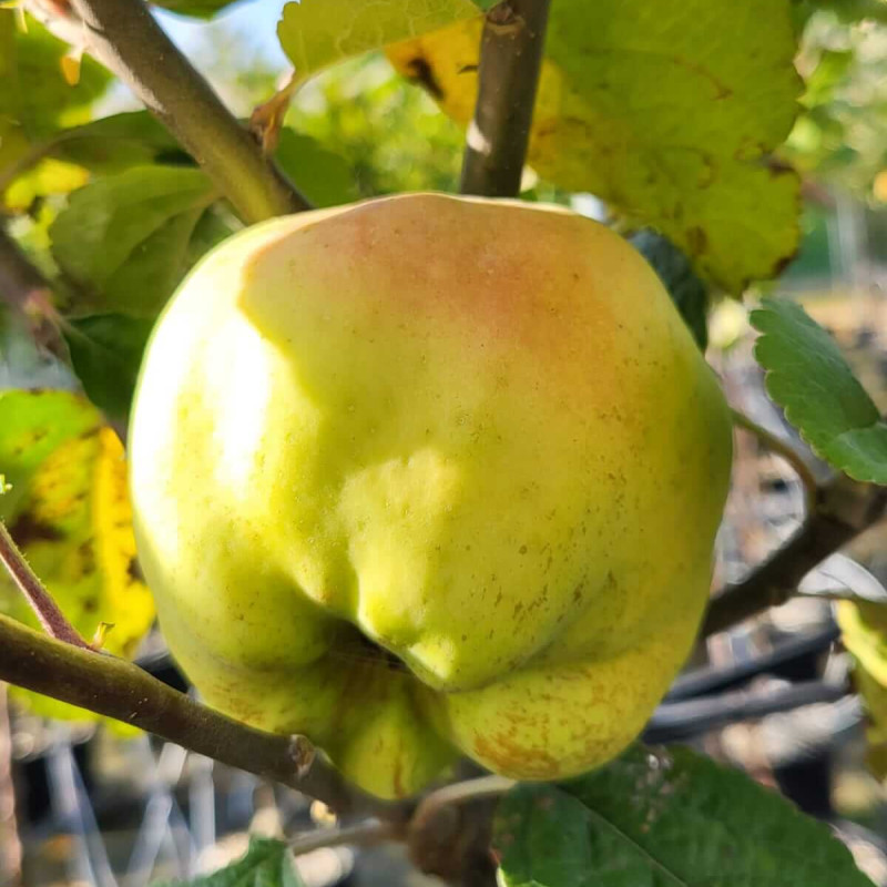 Malus domestica ‘Bénédictin’