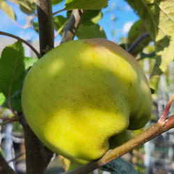 Malus domestica ‘Bénédictin’