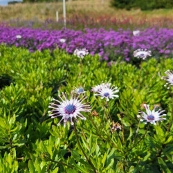 Osteospermum ‘Philipp’ - Sunny