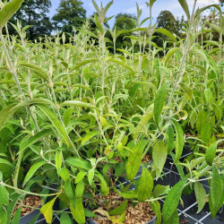 Buddleja officinalis