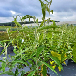 Buddleja officinalis