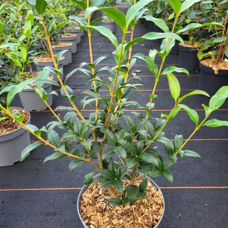 Osmanthus suavis