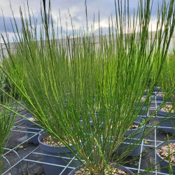 Cytisus praecox ‘Hollandia‘