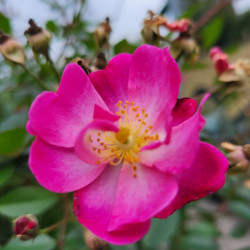 Rosa ‘Lavender Dream‘