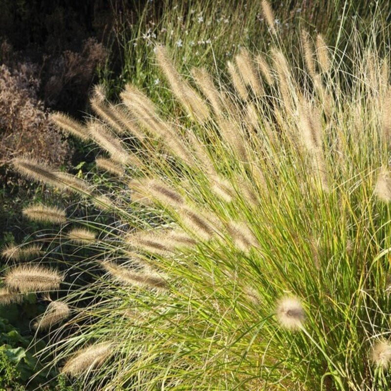 Pennisetum alopecuroides Hameln