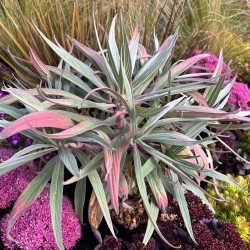 Echium fastuosum