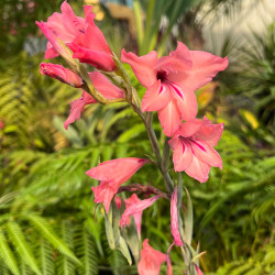 Gladiolus ochroleucus