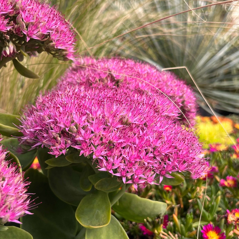 Sedum spectabile ‘Hot Stuff’