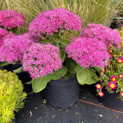 Sedum spectabile ‘Hot Stuff’