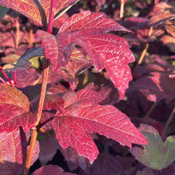 Viburnum opulus ‘Roseum’