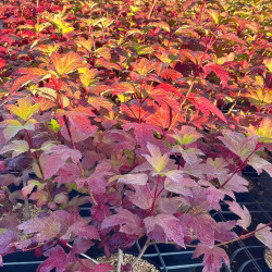 Viburnum opulus ‘Roseum’