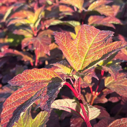 Viburnum opulus ‘Roseum’