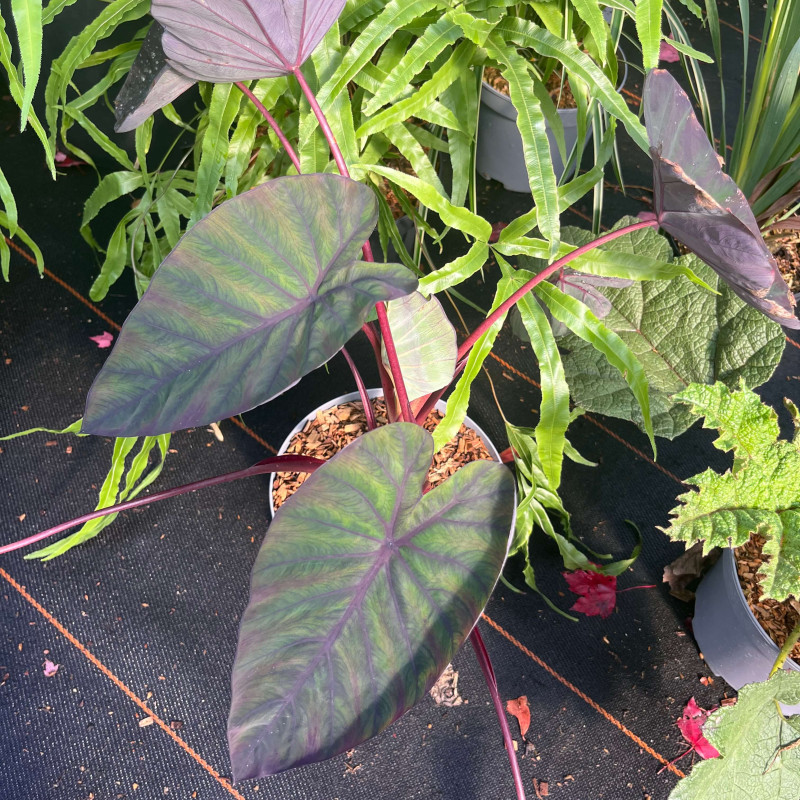 Colocasia esculenta Madeira