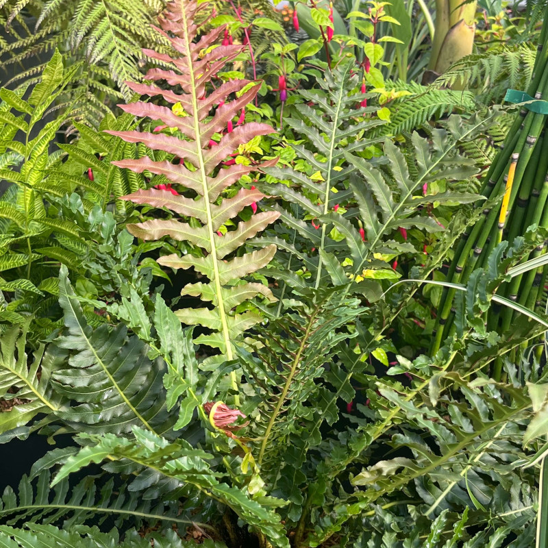 Blechnum brasiliense Volcano