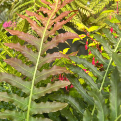 Blechnum brasiliense Volcano