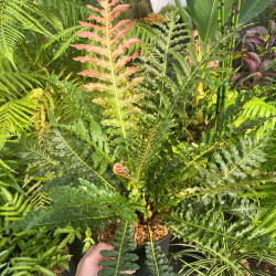 Blechnum brasiliense Volcano