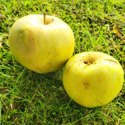 Malus domestica ‘Blush Rosette’ - Pomme sanguine