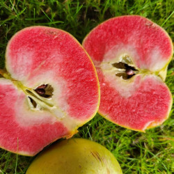 Malus domestica ‘Blush Rosette’ - Pomme sanguine