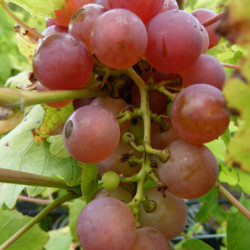 Vitis vinifera ‘Chasselas Rose’