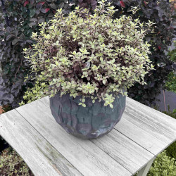 Pittosporum tenuifolium ‘Bannow Bay‘