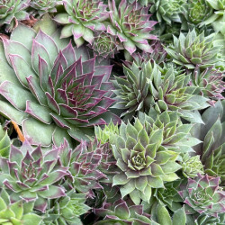 Sempervivum ‘Hippie Chicks‘