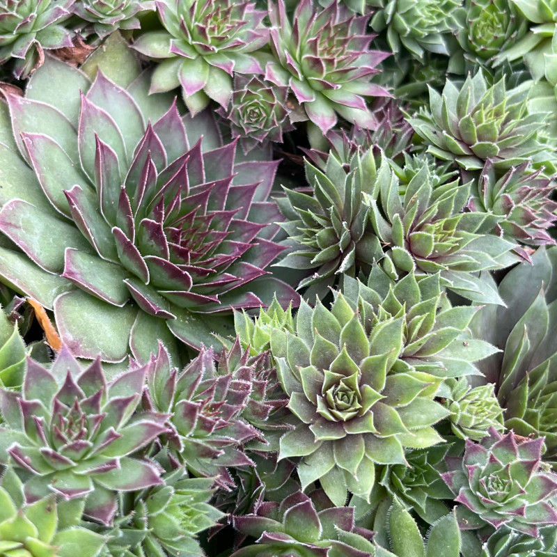 Sempervivum ‘Hippie Chicks‘