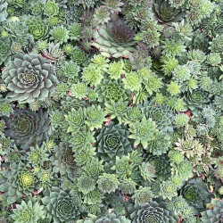 Sempervivum ‘Hippie Chicks‘