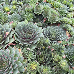 Sempervivum ‘Hippie Chicks‘