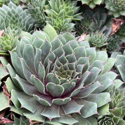 Sempervivum ‘Hippie Chicks‘