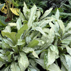 Pulmonaria ‘Silver Bouquet‘