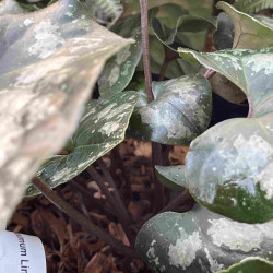 Asarum maximum Ling Ling