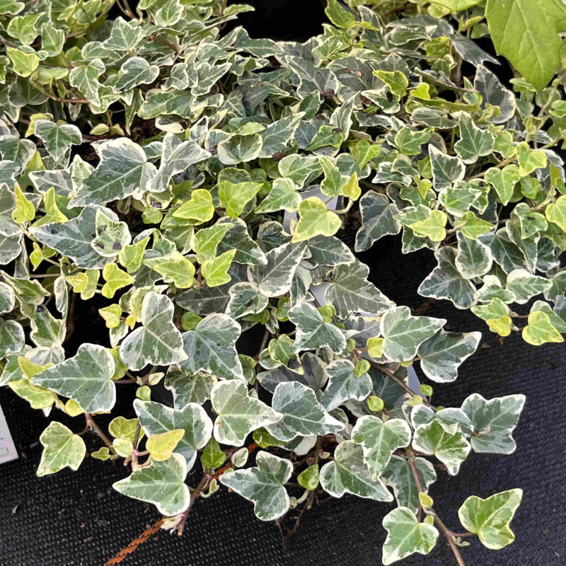 Hedera helix ‘White Wonder‘