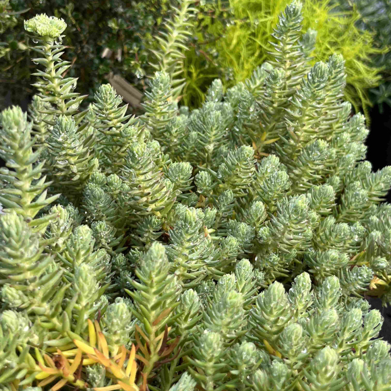 Sedum hispanicum Blue Carpet