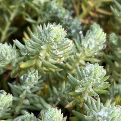 Sedum hispanicum Blue Carpet