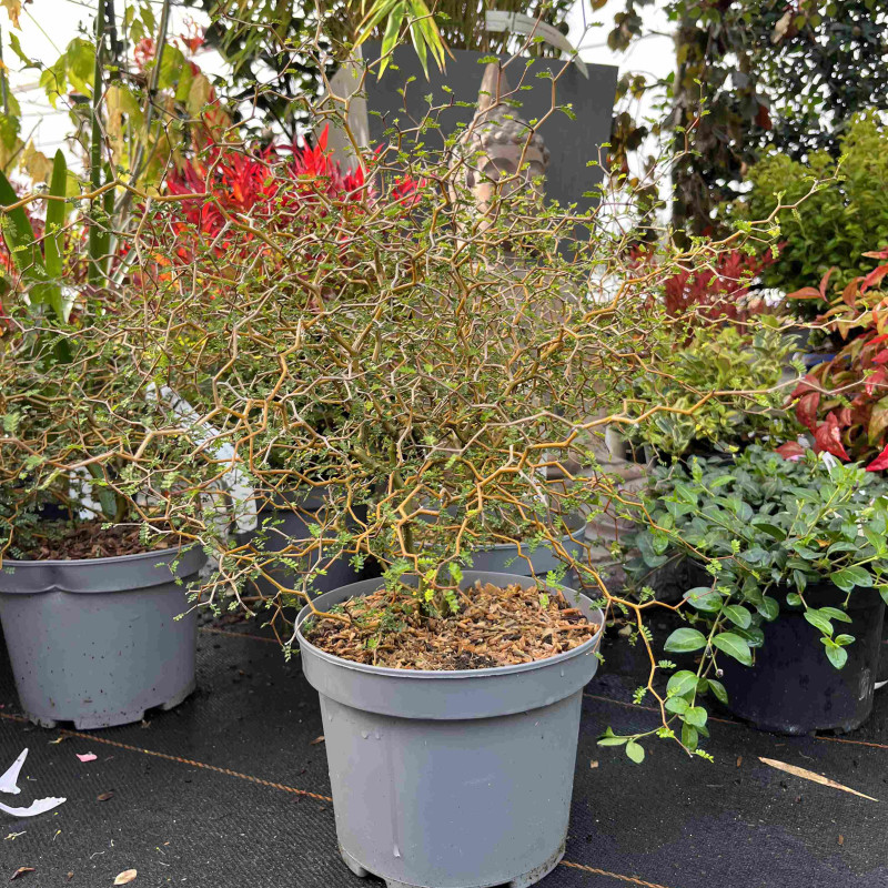 Sophora prostrata ‘Little Baby’