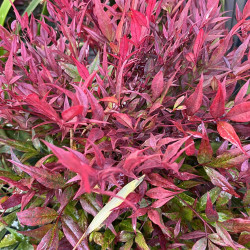 Nandina domestica ‘Gulf Stream’