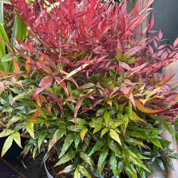 Nandina domestica ‘Gulf Stream’