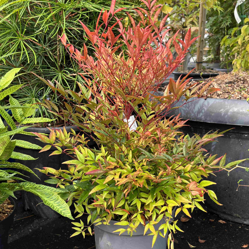 Nandina domestica ‘Moon Bay‘