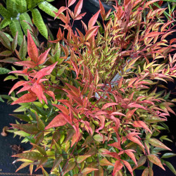 Nandina domestica ‘Moon Bay‘