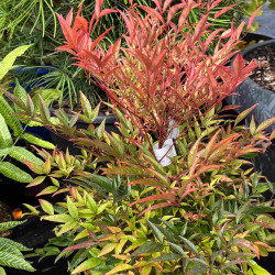 Nandina domestica ‘Moon Bay‘