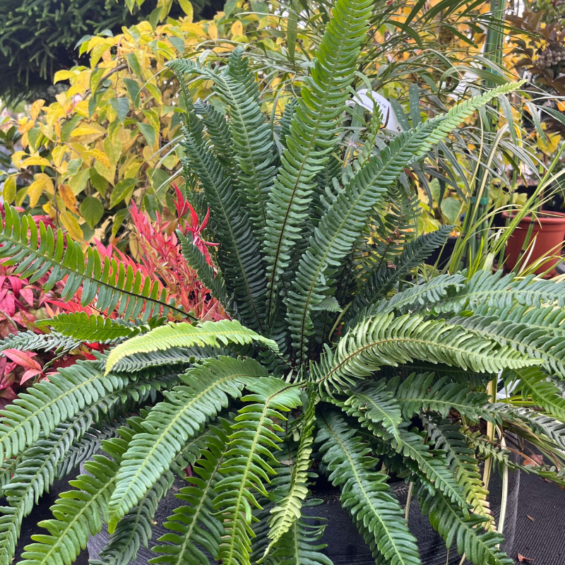 Blechnum spicant