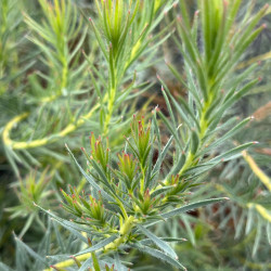 Leucadendron lanigerum ‘Jubilee Crown‘