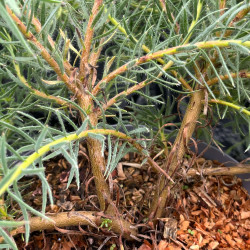 Leucadendron lanigerum ‘Jubilee Crown‘