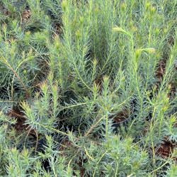 Leucadendron lanigerum ‘Jubilee Crown‘