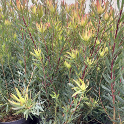 Leucadendron salignum ‘Cream Delight‘