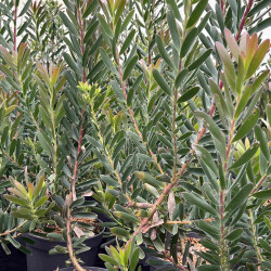 Leucadendron ‘Safari Sunset’