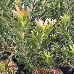 Leucadendron ‘Safari Sunset’